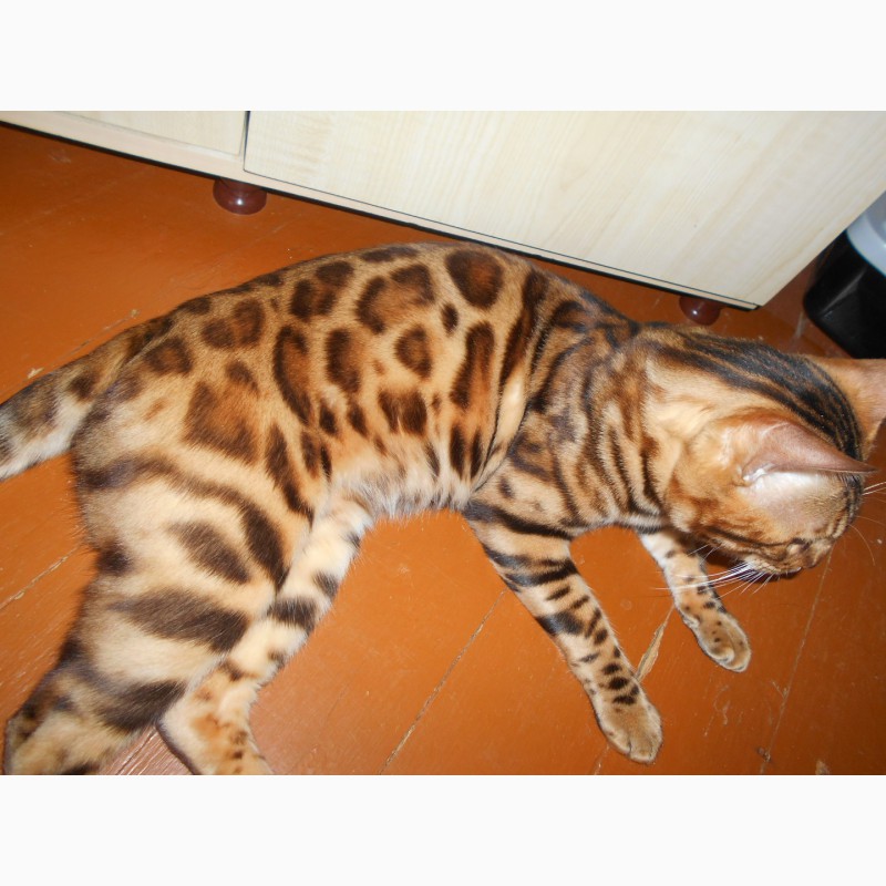 Фото 1/5. Вязка с золотым бенгальским котом