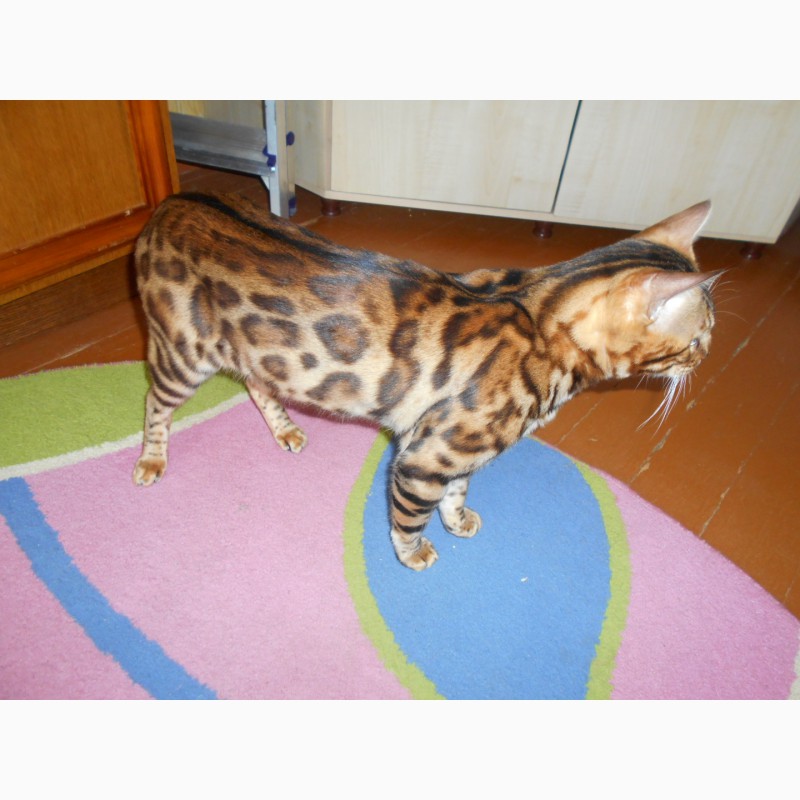 Фото 2. Вязка с золотым бенгальским котом