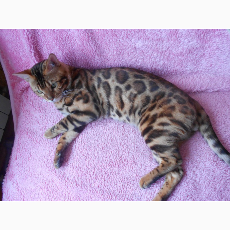 Фото 3. Вязка с золотым бенгальским котом