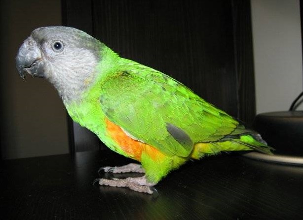 Фото 1/1. Сенегальский попугай