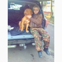 Кинолог: профессиональная дрессировка собак в Москве