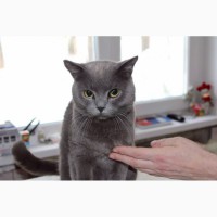 Британская кошка Кристи ищет надежных хозяев