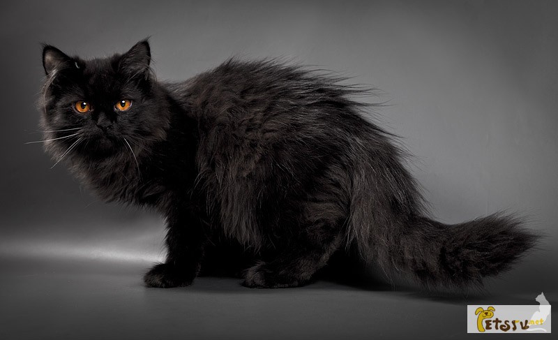 Персидский чёрный котёнок