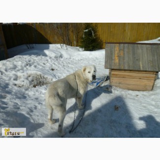 Бронируйте щенков алабая в Новосибирске