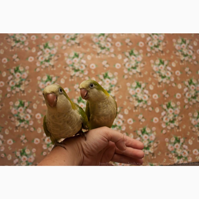 Фото 3/10. Птенец выкормыш попугая монах-калита (квакер)