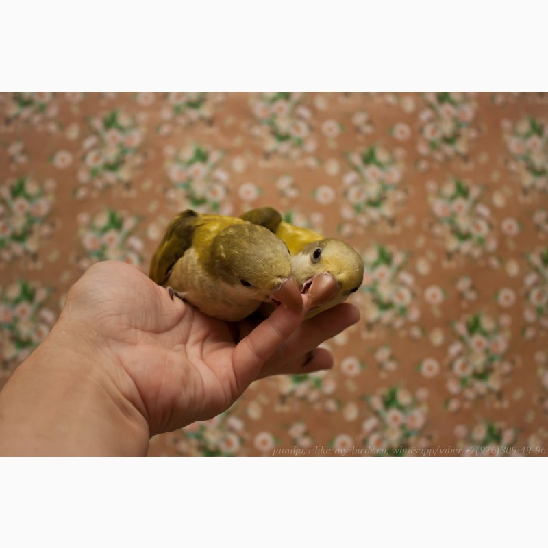Фото 5. Птенец выкормыш попугая монах-калита (квакер)