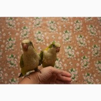 Птенец выкормыш попугая монах-калита (квакер)