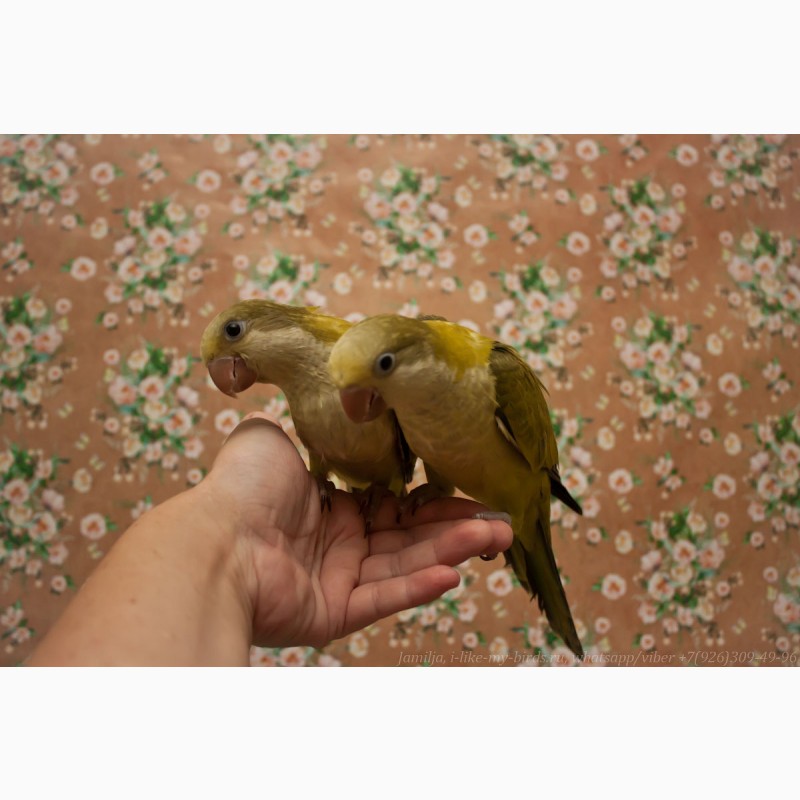 Фото 9. Птенец выкормыш попугая монах-калита (квакер)