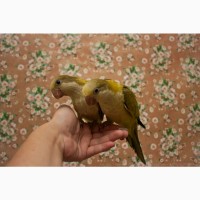 Птенец выкормыш попугая монах-калита (квакер)