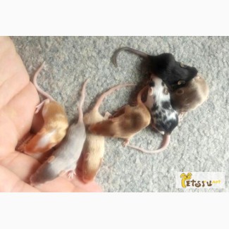 Сатиновые мышки