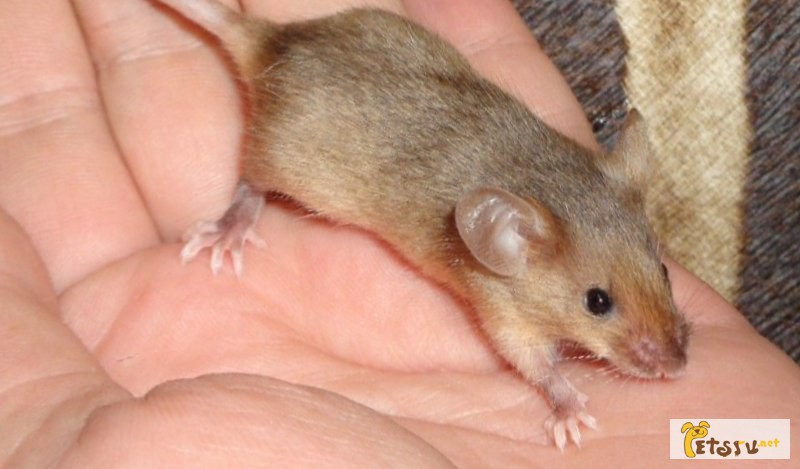 Фото 5. Сатиновые мышки
