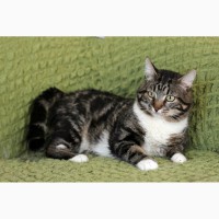 Мраморный красавец котик Никола Тесла в дар