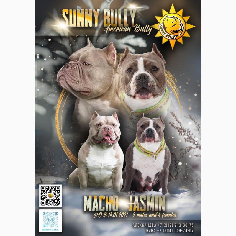 SUNNY BULLY (Продажа щенков) Американские Булли