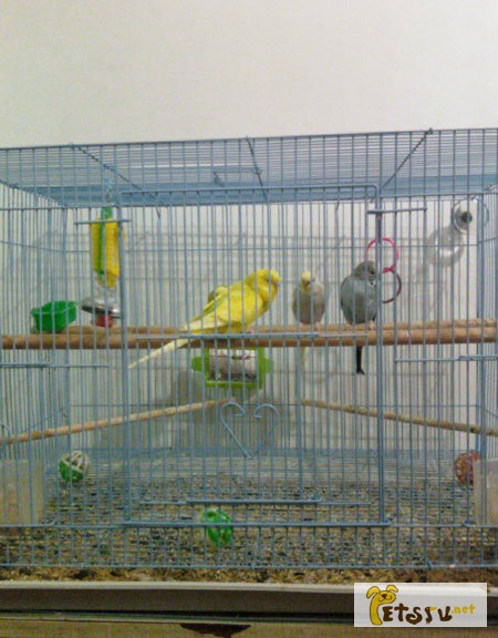 Фото 1/1. Волнистые попугаи с клеткой в Новочеркасске
