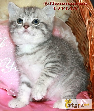 Фото 1/1. Британские котята (не страйты) из питомника VIVIAN.Гарантия качества и здоровья