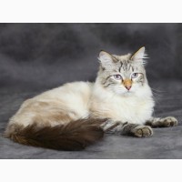Красивый Невский Маскарадный котик из питомника