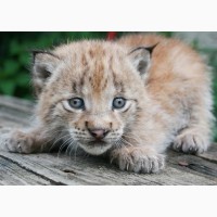 Рысь сибирская - котята выкормыши
