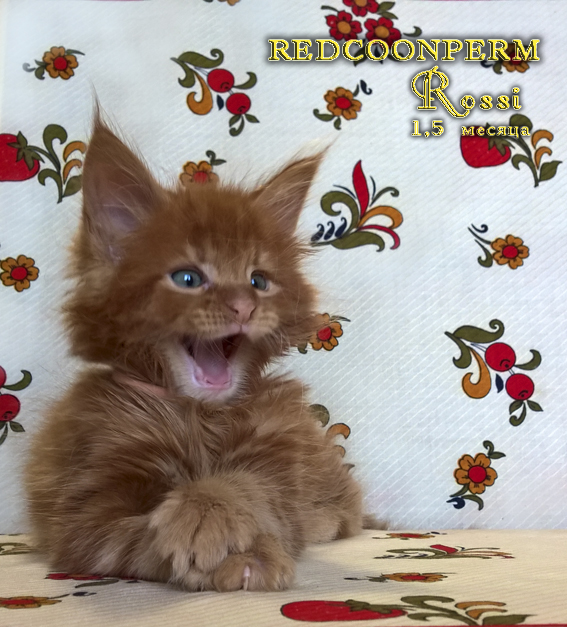 Фото 10. Котёнок мейн кун красный солид. Шоу класс