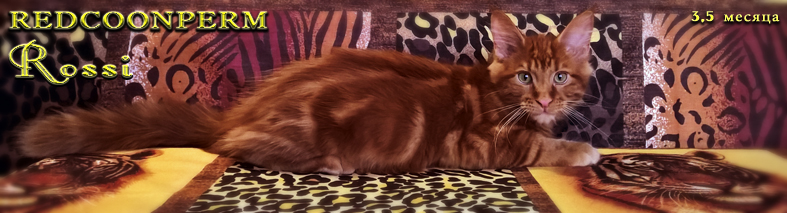 Фото 13. Котёнок мейн кун красный солид. Шоу класс