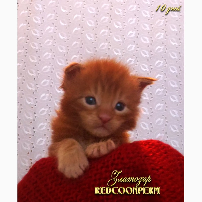 Фото 2. Котёнок мейн кун красный солид. Шоу класс
