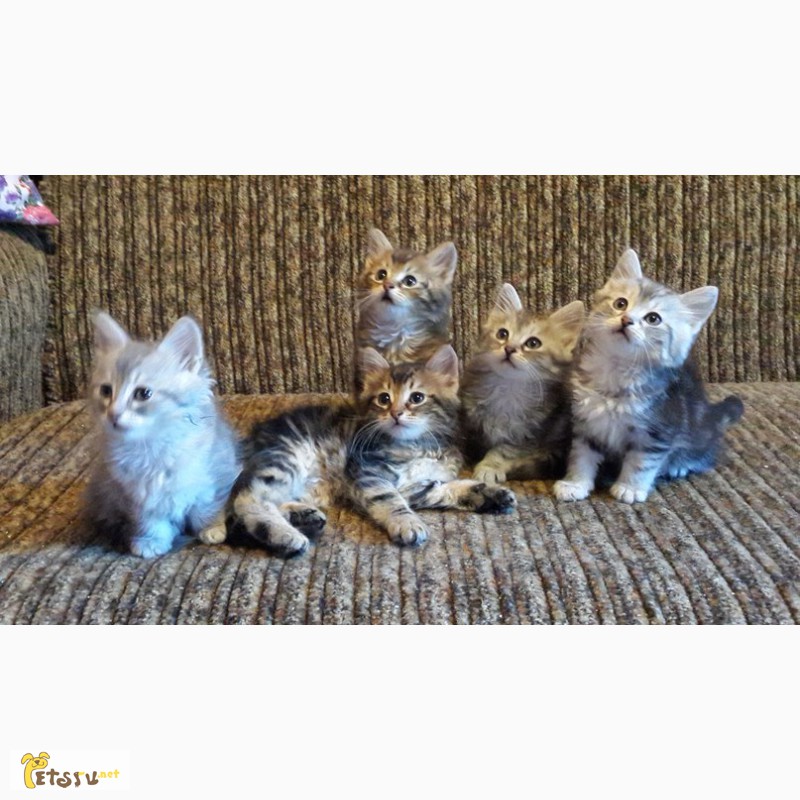 Фото 1/2. Отличные сибирские котята от выставочных родителей