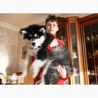 Предлагаются щенки Аляскинского маламута в Москве