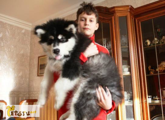 Предлагаются щенки Аляскинского маламута в Москве