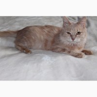 Рыжая кошка Василиса
