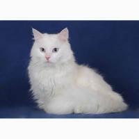 Голубоглазый сибирский котик