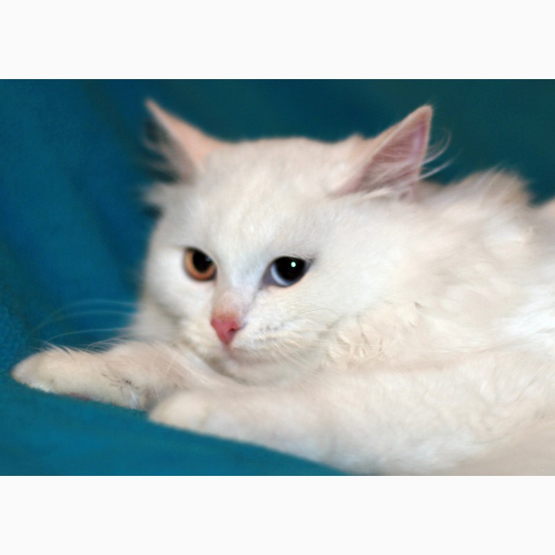 Фото 3. Ищем дом белой разноглазой кошке Цветику