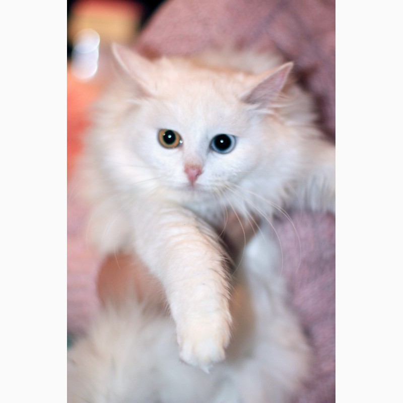 Фото 7. Ищем дом белой разноглазой кошке Цветику