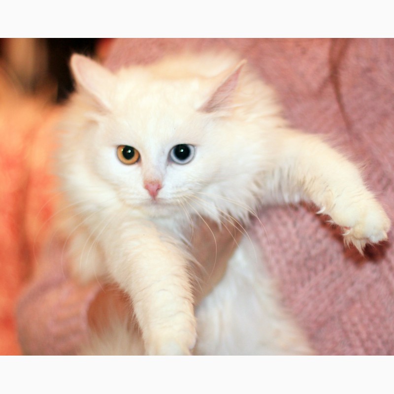 Фото 8. Ищем дом белой разноглазой кошке Цветику