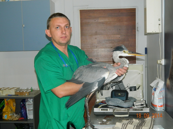 Фото 2. Лечение птиц и попугаев в Москве