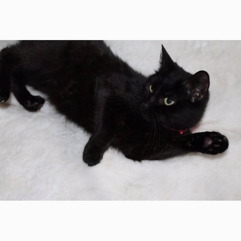 Фото 2. Чёрная кошка Герта
