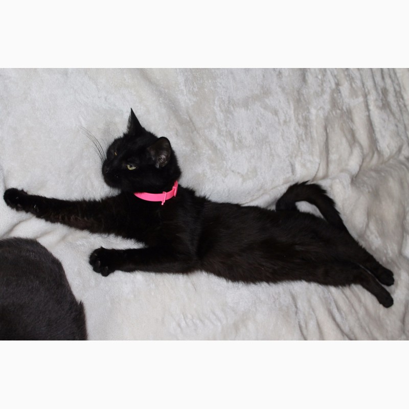 Фото 7. Чёрная кошка Герта