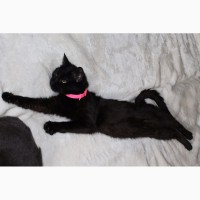 Чёрная кошка Герта