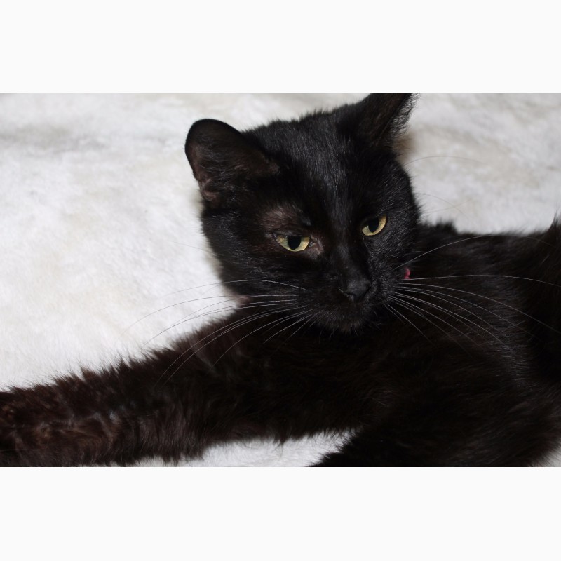 Фото 8. Чёрная кошка Герта
