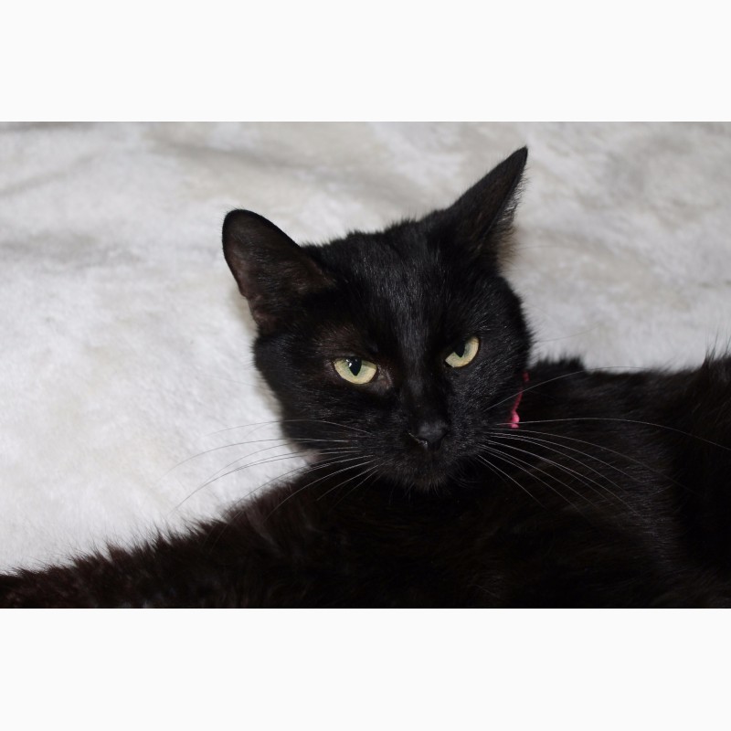 Фото 9. Чёрная кошка Герта