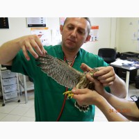 Лечение попугаев и птиц в Беланте на Пражской
