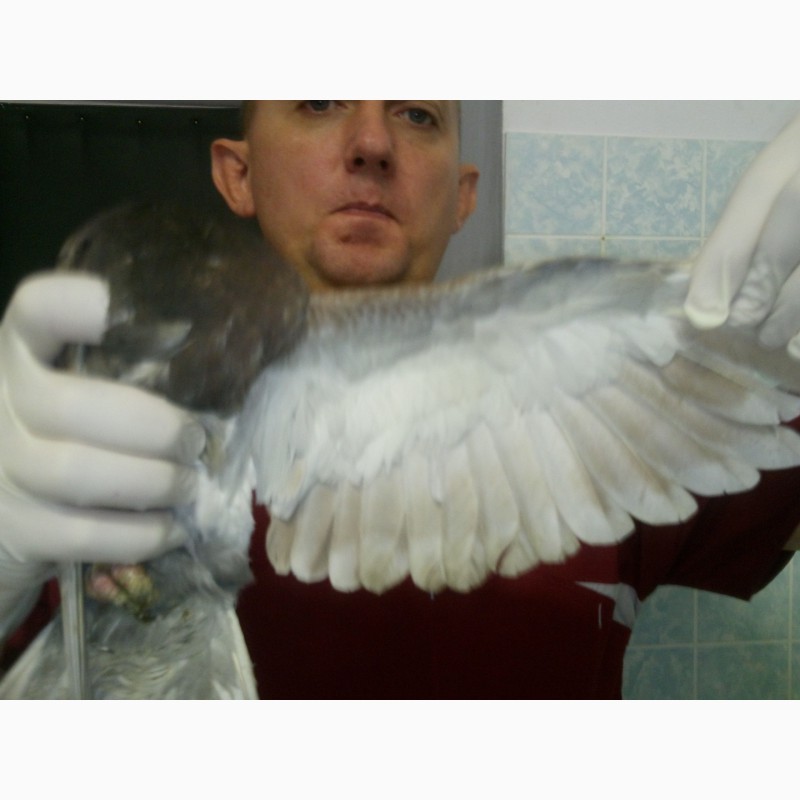 Фото 3. Лечение попугаев и птиц в Беланте на Пражской