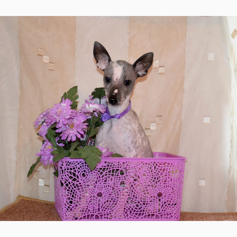 Фото 1/4. Щенки мексиканской голой собаки мини. Продаются