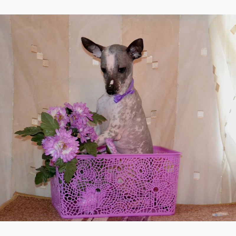 Фото 2. Щенки мексиканской голой собаки мини. Продаются