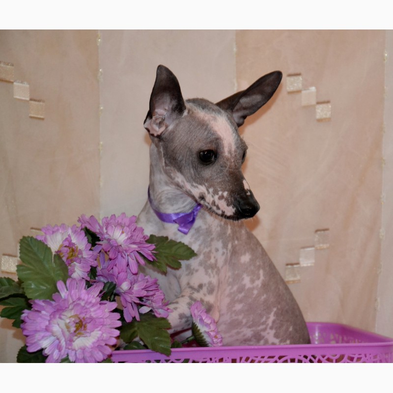 Фото 3/4. Щенки мексиканской голой собаки мини. Продаются