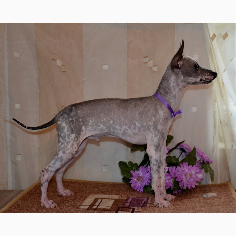 Фото 4. Щенки мексиканской голой собаки мини. Продаются