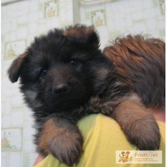 Продается подрощеный щенок длинношерстной немецкой овчарки, сука, 3 месяца