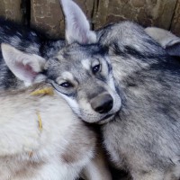 Щенки собаки Сарлоса (Saarloos Wolfdogs)