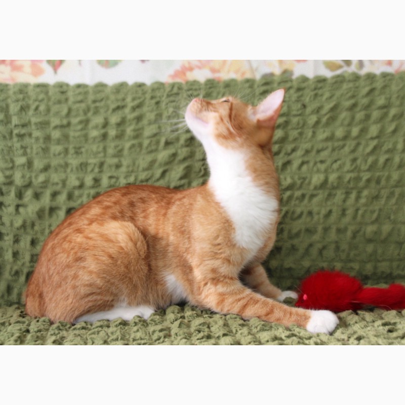 Фото 3. Застенчивый рыжик котёнок Юлиус в дар