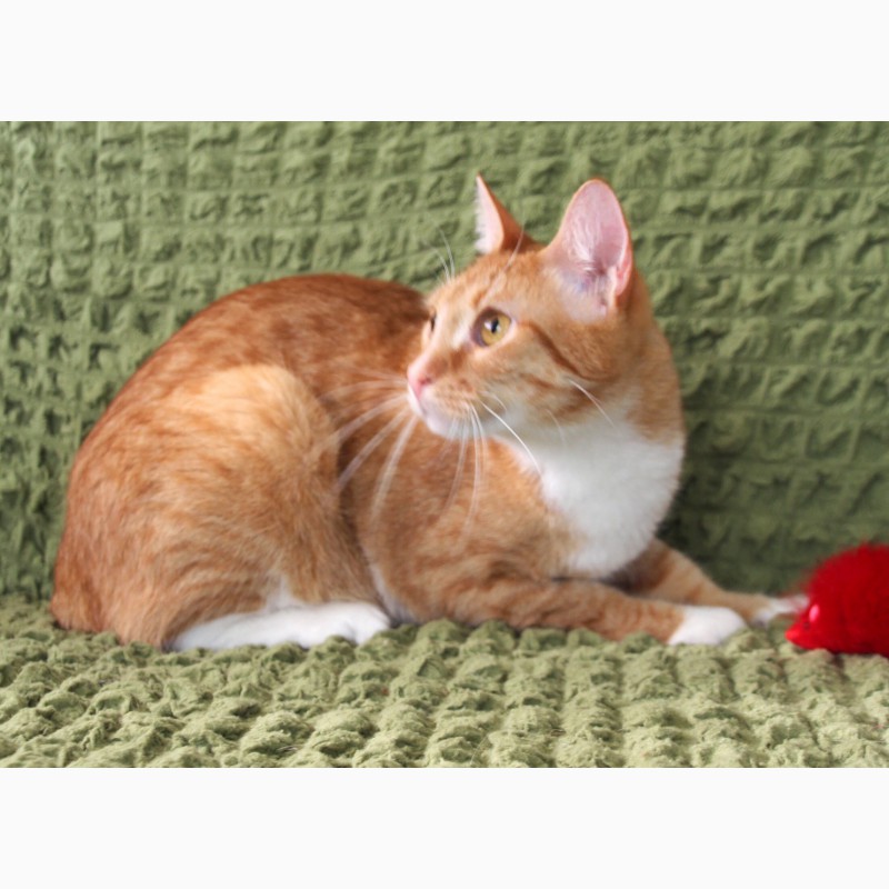 Фото 5. Застенчивый рыжик котёнок Юлиус в дар