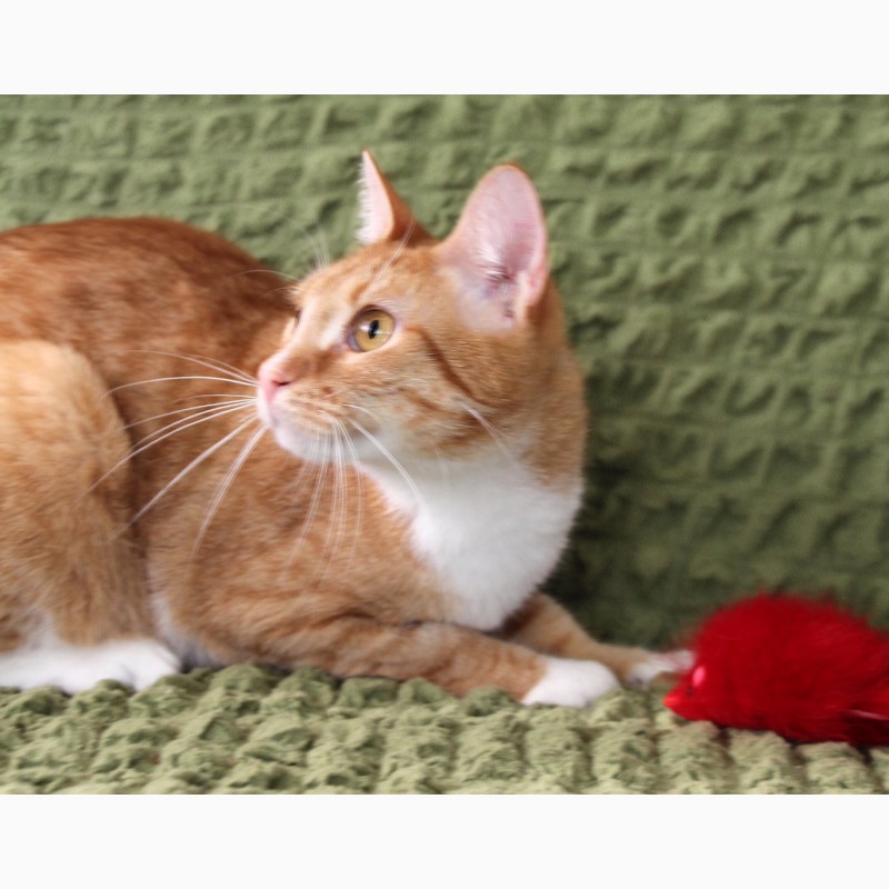 Фото 8. Застенчивый рыжик котёнок Юлиус в дар