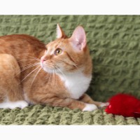 Застенчивый рыжик котёнок Юлиус в дар